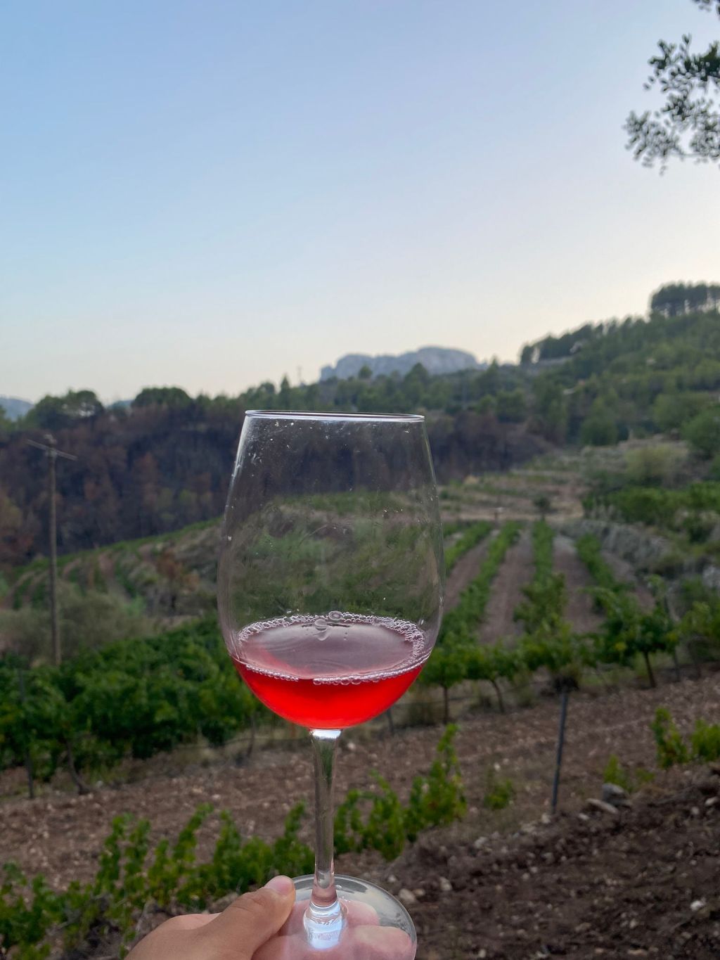 Catas de vino en Tàrbena: descubre Viñedos Fullana y sus sabores&nbsp;únicos