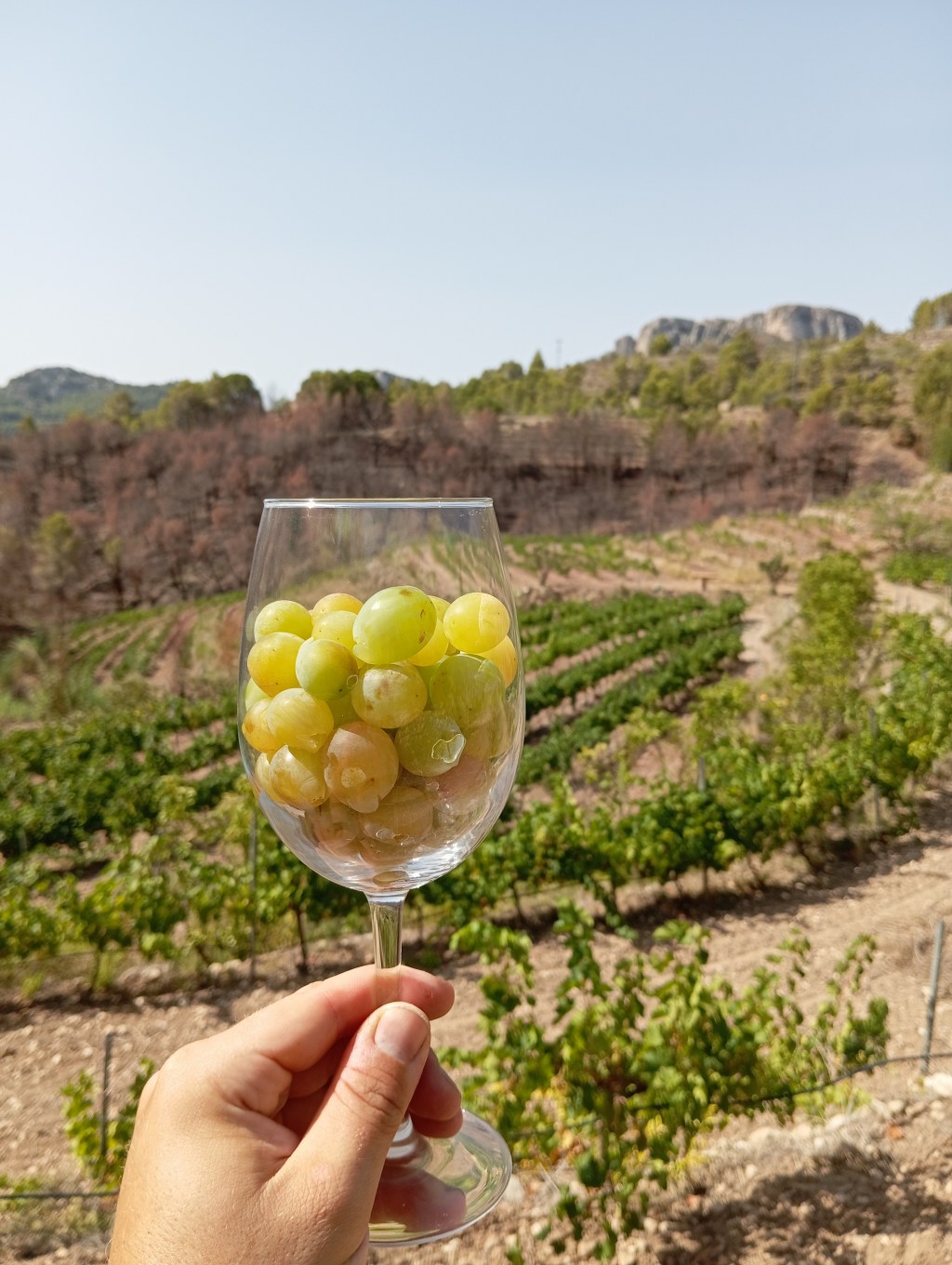 Catas de vino en Tàrbena: una experiencia única entre&nbsp;viñedos