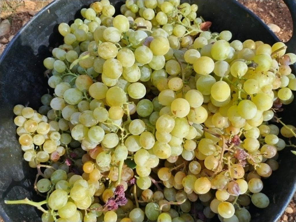 🍇 5 Curiosidades que no sabías sobre la uva&nbsp;Moscatel