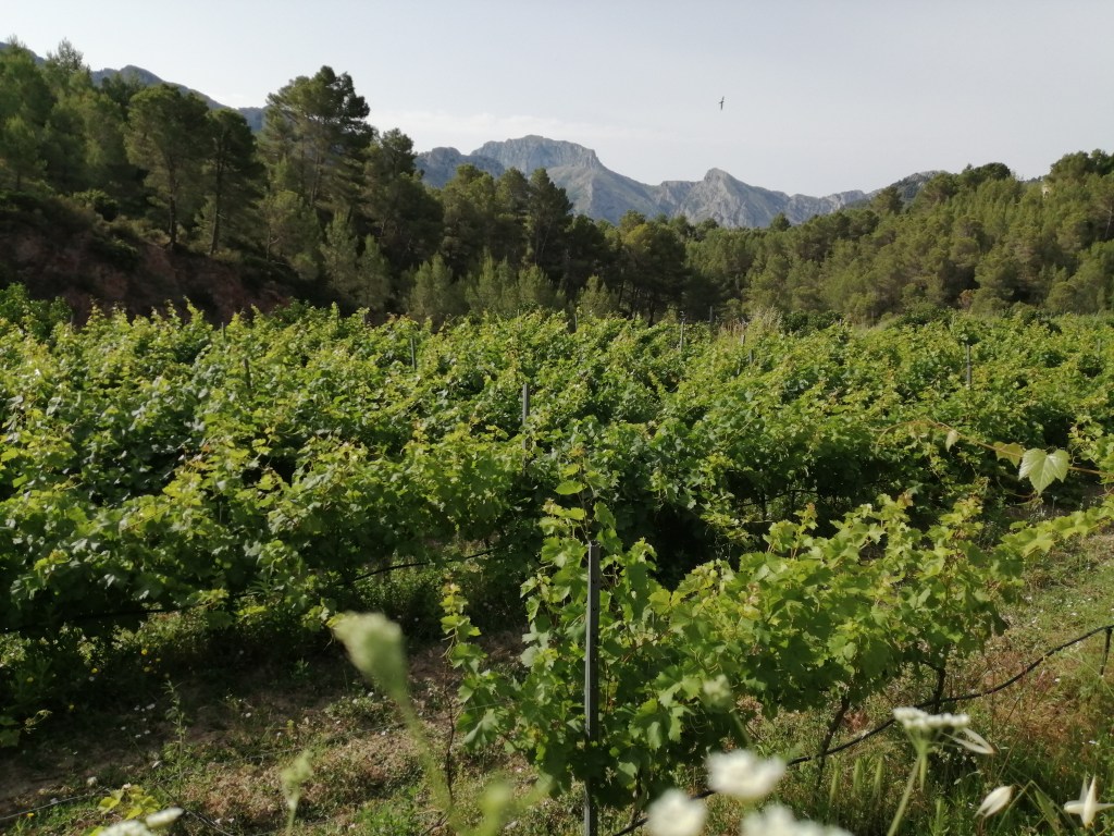 Qué hacer en Tárbena: actividades imprescindibles en la naturaleza y el&nbsp;pueblo
