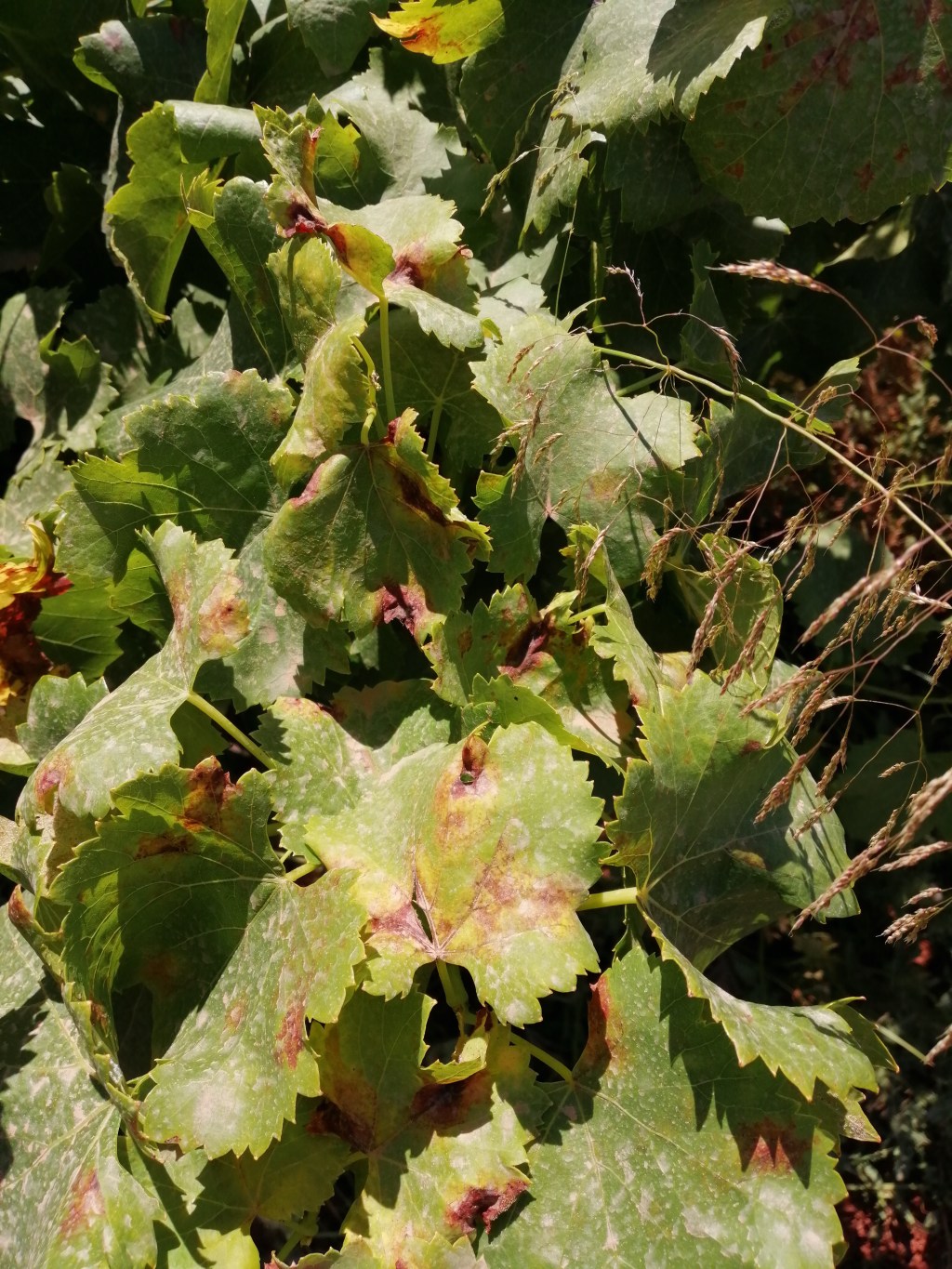 El Ciclo del Mildiu de la Vid: Entendiendo al Enemigo Silencioso del&nbsp;Viñedo