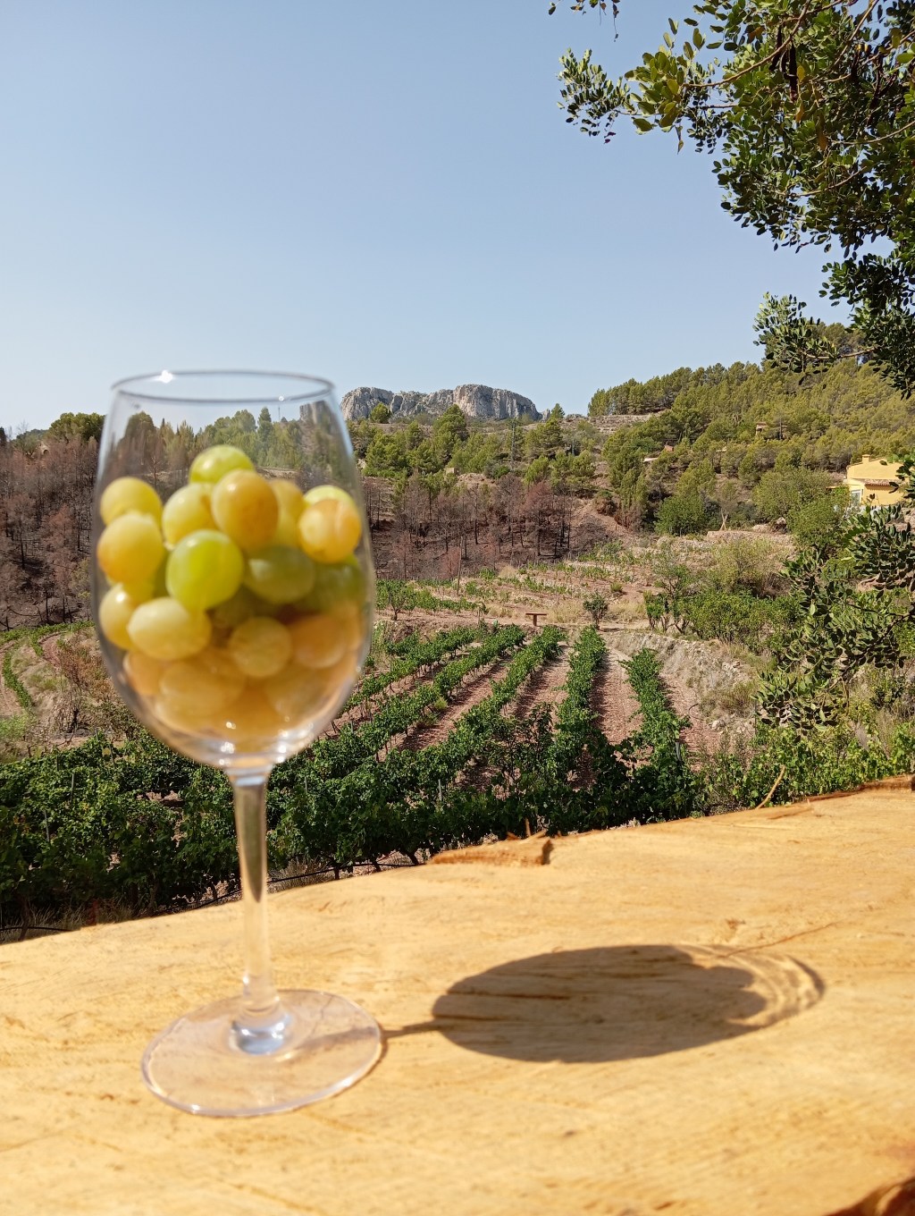¿Qué hace especial al vino artesanal de&nbsp;Tàrbena?