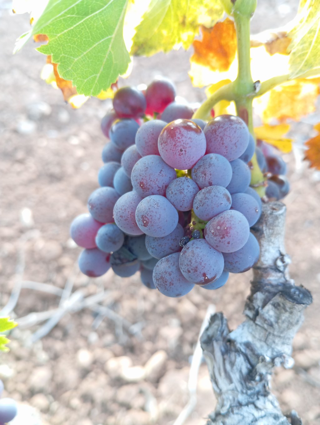 5 Curiosidades sobre la uva Giró que te&nbsp;sorprenderán