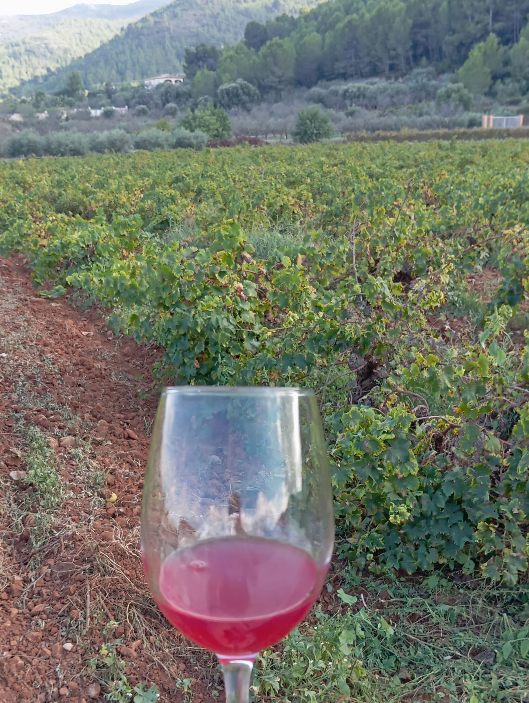 copa de vino en el viñedo