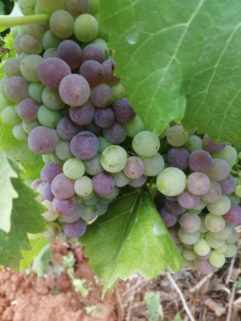 envero la vendimia se acerca