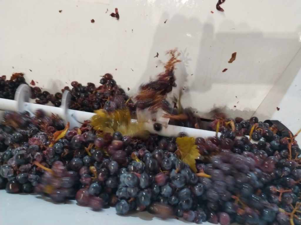 triturado de la estrujadora despalilladora