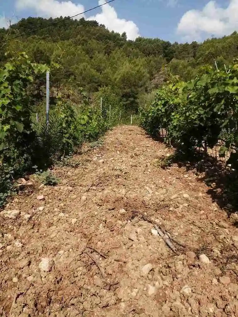 viñedo en la font blanca una lugar magico, el cual transmite la esncia de la tradicion familiar