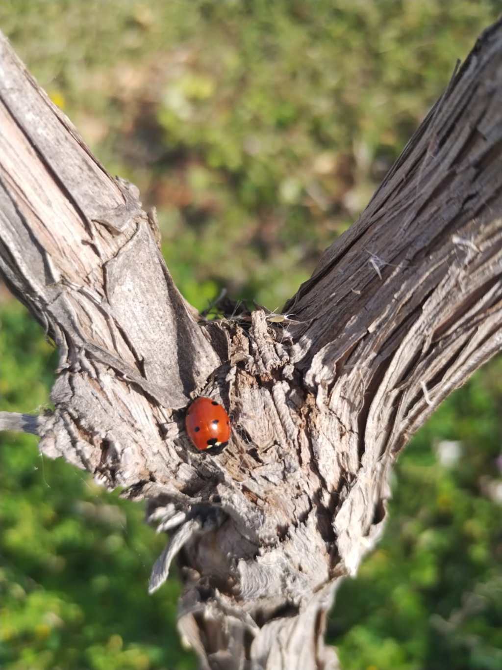 Una visitante especial en nuestros&nbsp;viñedos