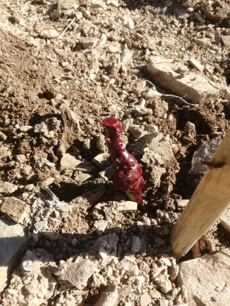 plantas recien puestas, utilizando la metodologia del punzon