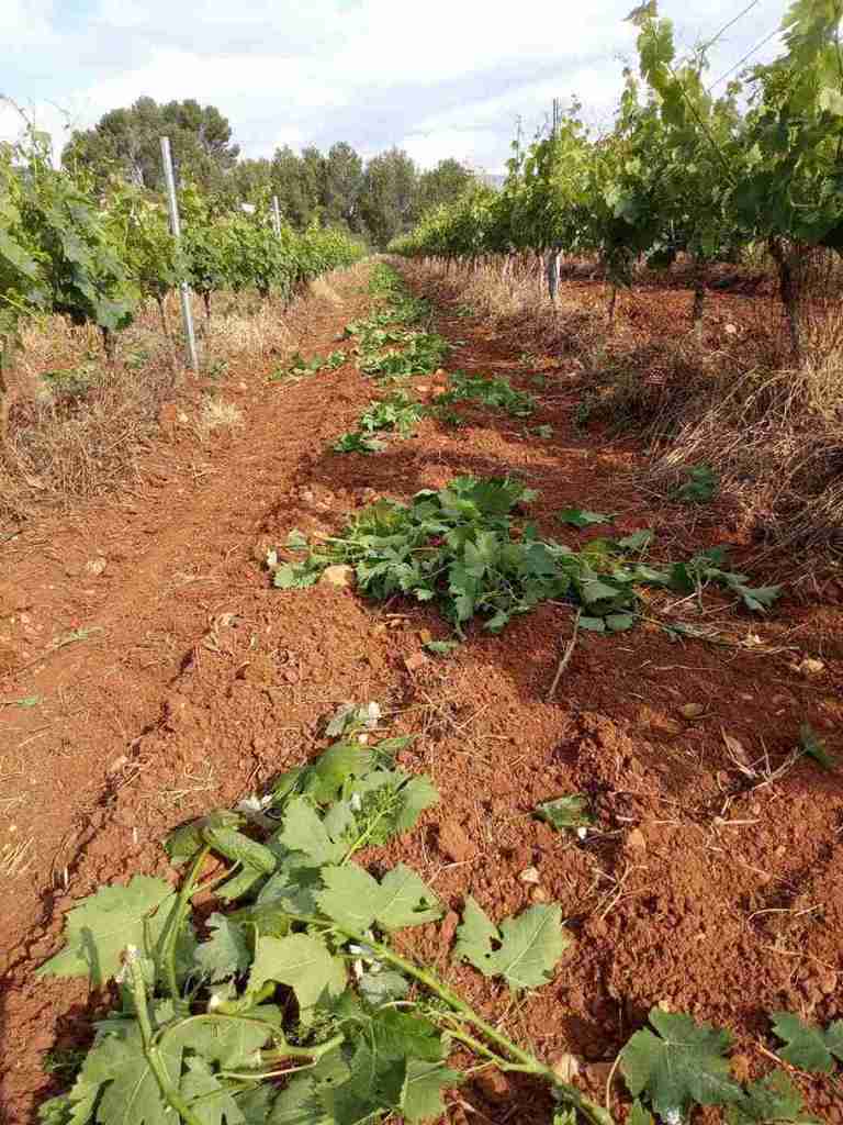 la poda en verde no para...