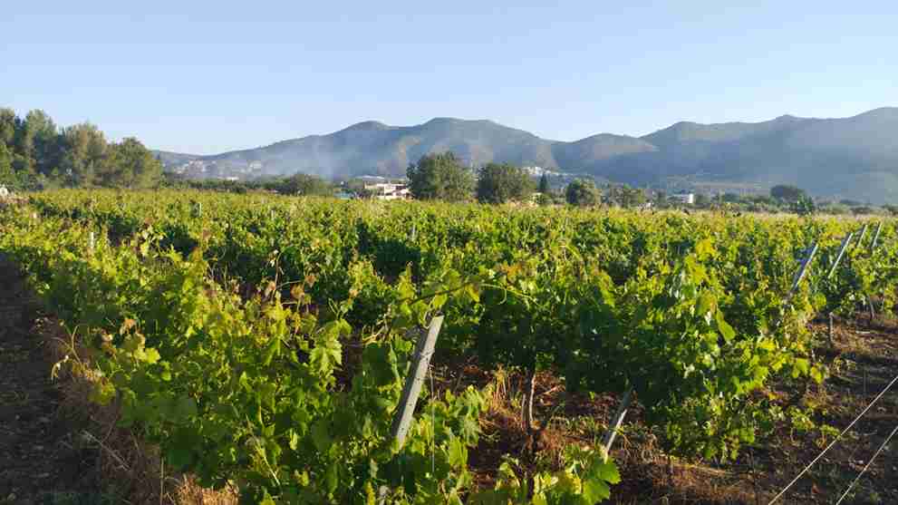 Así vivimos la primavera en Viñedos Fullana: entre flores, trabajo y vino&nbsp;artesanal