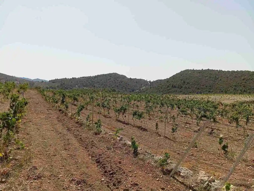 viñedo en el pueblo de tarbena. un viñedo joven y lleno de ilusion