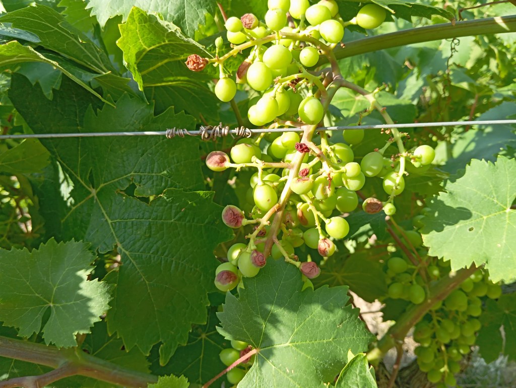 El Granizo en la Viña: Un Desafío para la Viticultura de&nbsp;Calidad