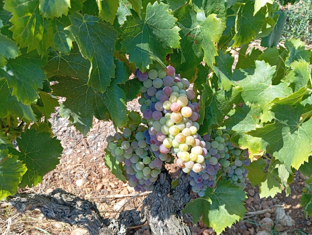 🍇 El Envero de la Viña: El Comienzo de la Magia del&nbsp;Vino
