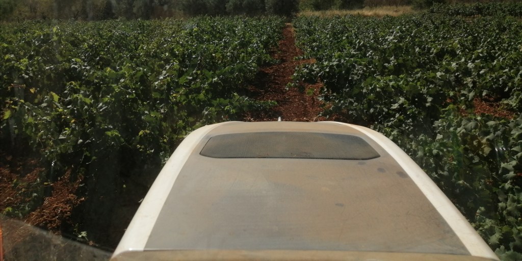 Después de la vendimia: las prácticas esenciales en Viñedos Fullana, bodega&nbsp;artesanal