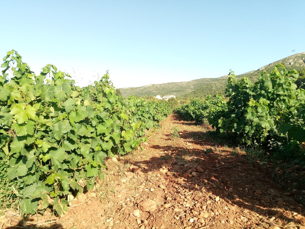Cubietas vegetales en el viñedo