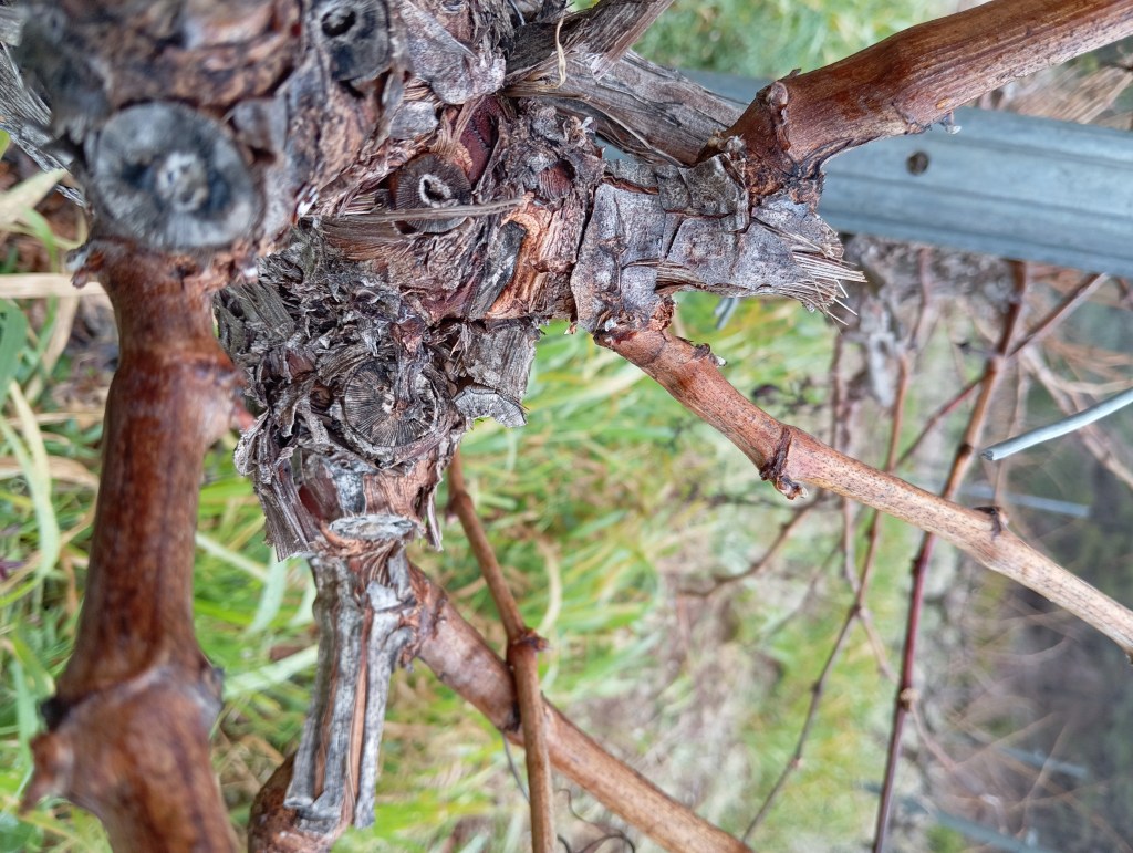 La poda: ingeniería silenciosa del viñedo